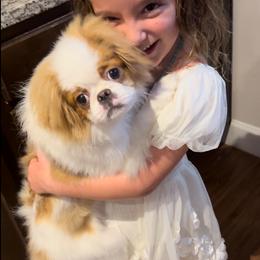 Finley - Japanese Chin