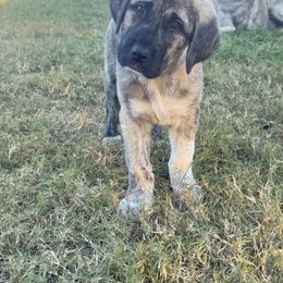 Smurf - Brindle female Anatolian Shepherd Dog puppy in Avon Park, Florida from Sandy Pines Homestead