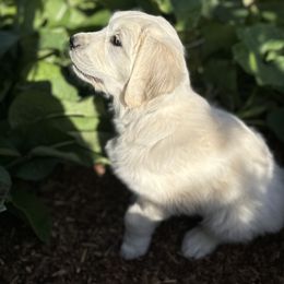 Golden Retriever Puppies from Bramble Berry Goldens