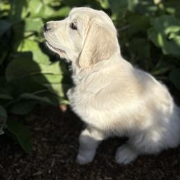 Golden Retriever Puppies from Bramble Berry Goldens