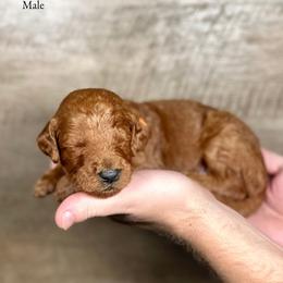Ken - Red  male Goldendoodle puppy in Abilene, Texas from Mesquite Kennels