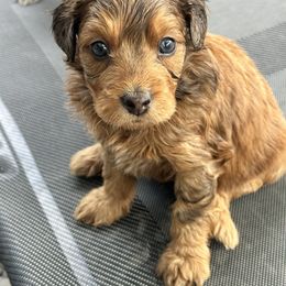 Boy 1 - Sable male Aussiedoodle puppy in Hillsboro, Illinois from Perfect Paws Puppies