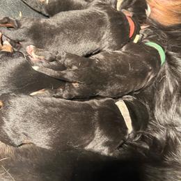 Reserve female puppy - Black rust and white female Bernese Mountain Dog puppy in Oakley, Idaho from Purple Sage Puppies Bernese Mountain Dogs
