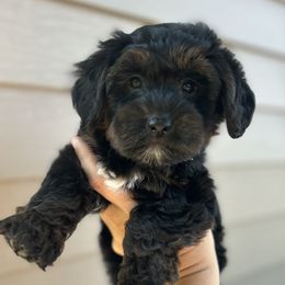 Jax - Black and gold male Yorkipoo puppy in Warren, Michigan from Annette Patterson