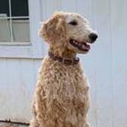 Cockapoos and Poodles from Amazing Family Dogs