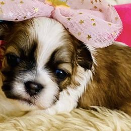 Shih Tzus from Tilly's Tiny Tots