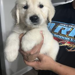 Golden Retriever Puppies from Wise Goldens