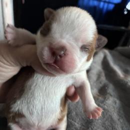 Boston Terrier puppies from Deb's Boston Terriers