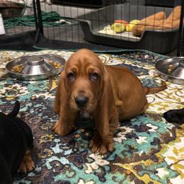 Brown-Boots - Mahogany and white male Basset Hound puppy in Pflugerville, Texas from Mountain Mama Bassets