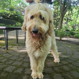 Lila - Goldendoodle