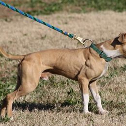 American Pit Bull Terrier All Grown Up from Steel Ridge APBTs