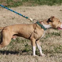 American Pit Bull Terrier All Grown Up from Steel Ridge APBTs