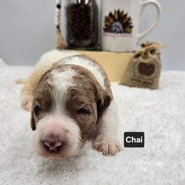 Chai - Parti male Goldendoodle puppy in Summerville, South Carolina from Channys Doodles
