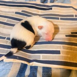 Female ring tail - Black and white female Border Collie puppy in Lebanon, Oregon from Cahill’s Canines