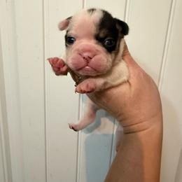 Panda bear - Tricolors female French Bulldog puppy in Ludowici, Georgia from Royal Destiny Kennels
