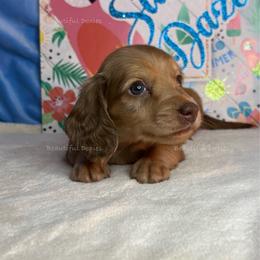 Snorlax - Chocolate and cream male Dachshund puppy in Washington from Beautiful Doxies