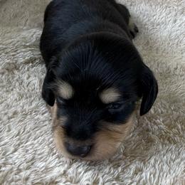 AKC Black and Cream Boy - Black and cream male Dachshund puppy in Sumrall, Mississippi from JP’s Dachshunds