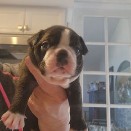 Otto - Brindle male Companion Cross puppy in Fort Myers, Florida from Legends Frenchton's, French Bulldogs ,Boston Terriers, Reindeer chihuahuas & French Bullhuahua's