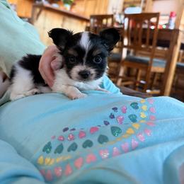 Junior - White black and tan male Papillon puppy in Powell, Wyoming from Heart Mountain Kennels