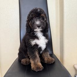 Bentley - Black male Sheepadoodle puppy in Los Angeles, California from Exquisite Doodles
