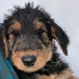 Airedale Terriers from 3M Ranch