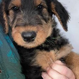 Airedale Terriers from 3M Ranch