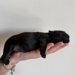 Puppy 1 - Black male Shih Tzu puppy in Lynnwood, Washington from Caroline's Shih Tzus