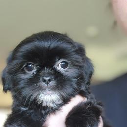 Jasmine - Black and white female Shih Tzu puppy in Sapulpa, Oklahoma from Faith Hope and Love Shih Tzu's