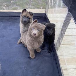Boy 4 - Isabella male German Shepherd puppy in Pelham, North Carolina from P & P Shepherds