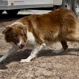 Eva - Border Collie