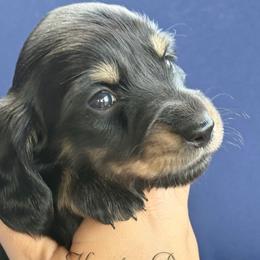 Izzy🩷 - Black and cream female Dachshund puppy in New Braunfels, Texas from 2 Knights Doxies