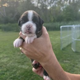 Julia - Fawn female Boxer puppy in Jamesville, New York from Reynolds Homestead Boxers