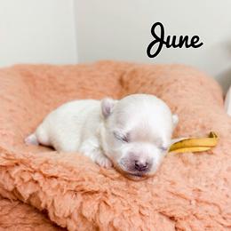June - White female Maltese puppy in Morehead, Kentucky from Paw Perfect Pets