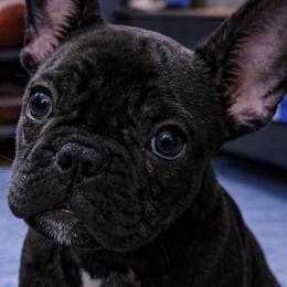 French Bulldogs from Heather Duda