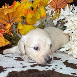 Lyanna - Cream female Dachshund puppy in Lakeland, Florida from Buckwild Doxies
