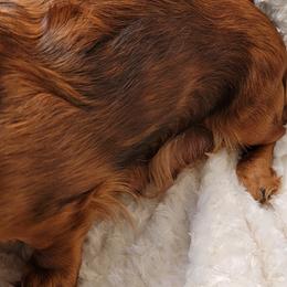 Dachshund Puppies from CLARK'S BREEDING PROGRAM