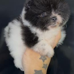 Juliet - Black parti female Pomeranian puppy in Wagoner, Oklahoma from Cascade Pomeranians