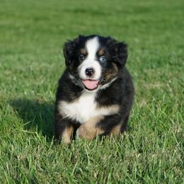 Hazel - Black tri-color female Australian Shepherd puppy in Holmesville, Ohio from Coffee Run Spring at Miller Farms