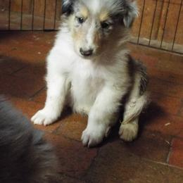 Harley - Blue merle and white male Collie puppy in New Mexico from Red Canyon