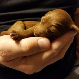 Bernedoodle and Goldendoodle Puppies from Happy Valley Doodles