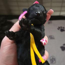 Citrine - Yellow Collar - Black male Poodle puppy in Phoenix, Arizona from Desert Diamond Poodles