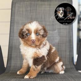 Buddy - Red merle male Australian Shepherd puppy in Tyner, Kentucky from Lil’ Town Aussies