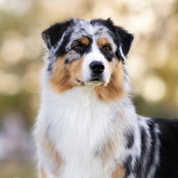 Trudy - Australian Shepherd