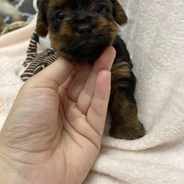 Yorkshire Terrier Puppies from Katie’s Yorkies
