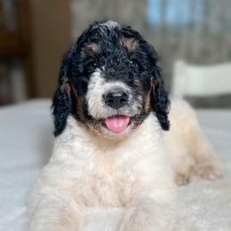 Blue - Tri-color male Bernedoodle puppy in Osage City, Kansas from Golden Ridge Goldens