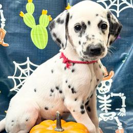 Red(HUA) - White and black female Dalmatian puppy in Westhoff, Texas from Smart Dalmatians (LUA/HUA)