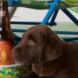 Labrador Retrievers from Hazelnut Farm Labradors
