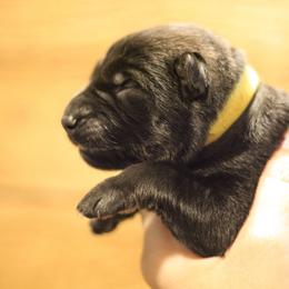Phoebe (Yellow collar) - Sable female German Shepherd puppy in Mason, Michigan from Sweet Breeze Acres
