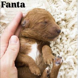 Fanta - Red  female Poodle puppy in Mesa, Arizona from Desert Doodles
