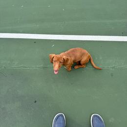 Charlie - Red female Dachshund puppy in Maidsville, West Virginia from L&B Lowriders